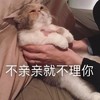 萌宠 猫星人 不亲亲就不理你 嫌弃 呆萌 可爱