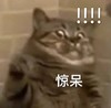 萌宠 猫星人 惊呆 惊讶 呆萌 可爱