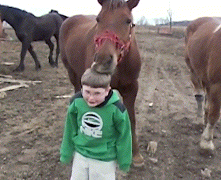 小男孩儿 眼镜 一群马 舔头