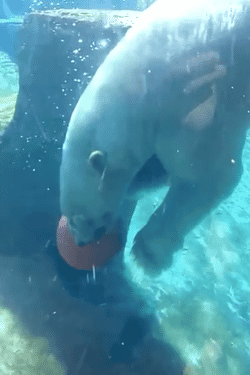 北极熊 水底 玩球 会玩 拍球 顽皮