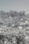 雪林 漫天大雪 山林 自然 苍茫 冬天 snow nature