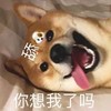 萌宠 汪星人 你想我了吗 舔狗 呆萌 可爱