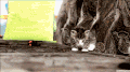 宝宝 打滚 小猫 可爱