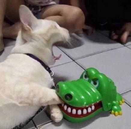 沙雕 萌宠 魔性 搞笑 大杂烩