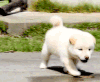柴犬 萌 Shiba Inu