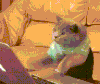 喵星人 恶搞 萌宠 猫 猫咪