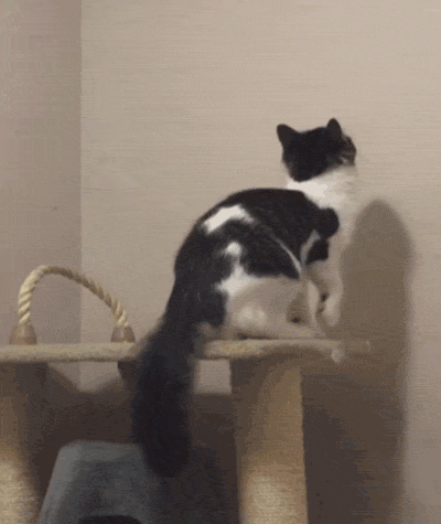 猫咪 跳跃 可爱 捣蛋