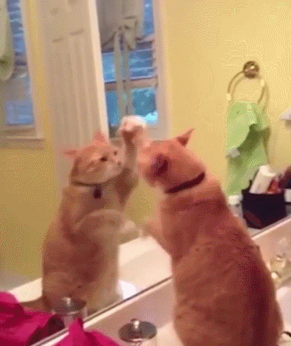 猫咪 镜子 搞笑 萌宠