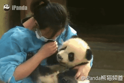 大熊猫 国宝 萌 迷妹