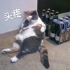 萌宠 猫星人 头疼 别烦我 呆萌 可爱