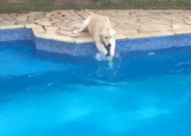 狗狗 爱玩水 天性