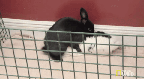 小兔子 黑色 可爱 欺负
