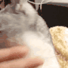 猫星人 可爱 呆萌 逗 表情