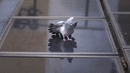 鸽子 单腿站 打开翅膀 可爱