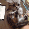 猫咪 可爱 萌宠 萌萌哒