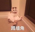 猫咪 蹲墙角 姿势 坐着