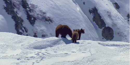 下山 地球脉动 棕熊 纪录片 雪山
