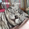 不用早朝 猫咪 睡觉 躺着