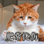 猫咪 失望 毛茸茸 肥常忧伤