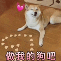 狗 柴犬 七夕