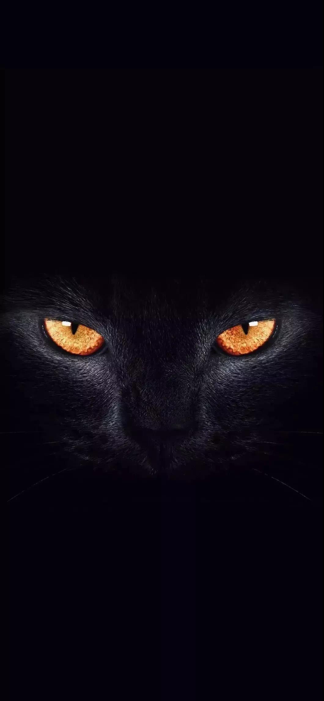 黑猫 壁纸 抖音 手机壁纸 猫咪 猫 萌宠