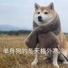 萌宠 汪星人 单身狗的冬天格外寒冷 冷死了 搞怪 逗