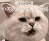萌宠 喵星人 我跟你讲 我今天必须要吃火锅 可爱 机灵