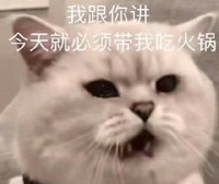 萌宠 喵星人 我跟你讲 我今天必须要吃火锅 可爱 机灵