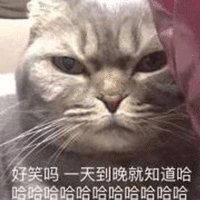 猫咪 哈哈哈哈 好笑吗 搞怪 逗