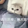 萌宠 猫星人 遇到困难 睡大觉 呆萌 可爱