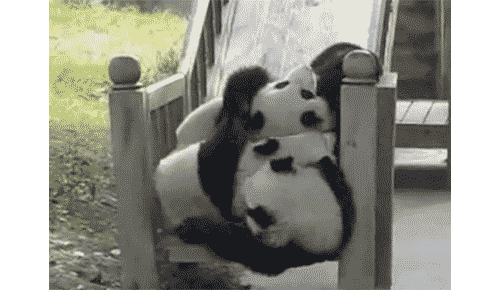 熊猫 团子 滑滑梯 萌化了 天然呆 动物 panda