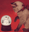 小猫 可爱 玩耍 调皮
