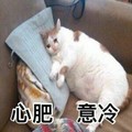 猫咪 躺着 白毛 心肥意冷