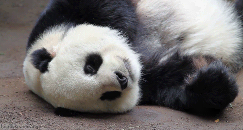 熊猫 慵懒 萌化了 懒懒不想动 天然呆 动物 panda