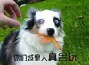 狗狗 枫叶 草地 真会玩