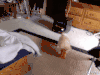 喵星人 猫咪 萌宠 可爱