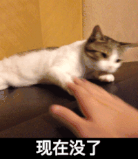 小猫 调皮 可爱 现在没了