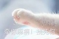 牵手表情包 小猫 爪子 牵你麻痹挠死你