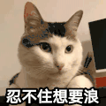 文字表情包 喵星人 萌宠 可爱 鬼畜