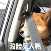 萌宠 汪星人 没脸见人 害羞 搞怪 逗