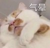 萌宠 猫星人 气晕 生气 搞怪 呆萌