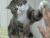 猫咪 不耐烦 击掌 我累了