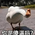 傻逼 鸭子