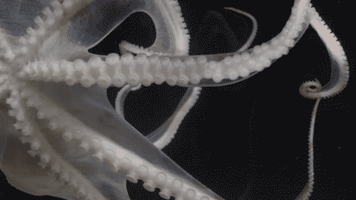 黑色背景 海底世界 章鱼 头足类