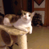 宠物 治愈 飞机 可爱 喵星人 萌 gif