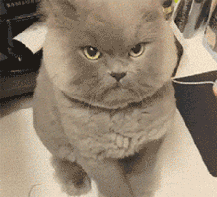 猫咪 愤怒 胖脸 搞笑