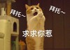 萌宠 喵星人 拜托拜托 求求你了 呆萌 可爱