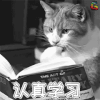 萌宠 猫 认真学习 soogif soogif出品
