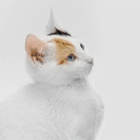猫咪 萌宠 可爱 老弟你怎么回事 soogif soogif出品