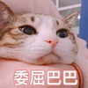 萌宠 喵星人 委屈巴巴 难受 呆萌 可爱